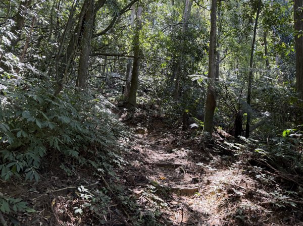 [淡蘭古道] 2026_0315 南路第三段_獵狸尖步道3017265