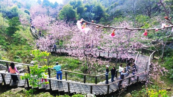 阿里山頂石桌 櫻之道123月櫻花季852356