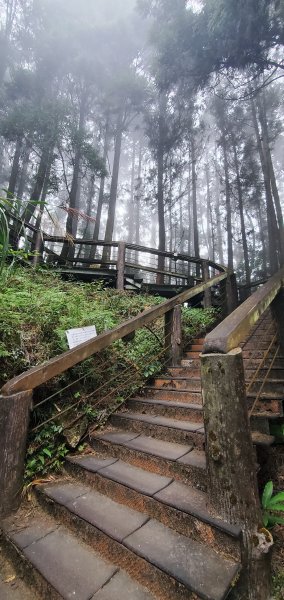 2023-11-25溪頭鳳凰山步道2361023