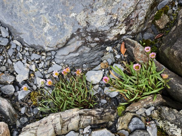 北一段(14/14)高山植物 2025_0906~132887641
