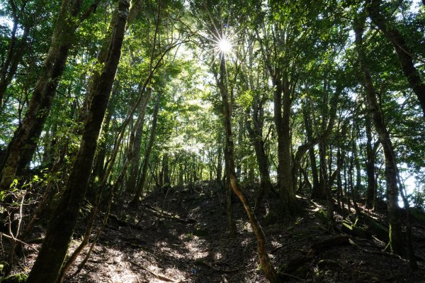 新竹 尖石 芝生毛臺山、虎禮山2903157
