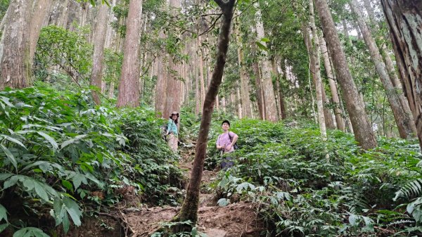 向天湖山11501252988147