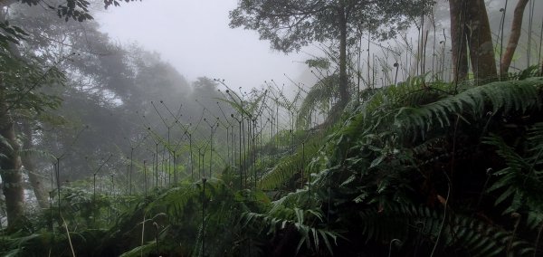 能見到整個日月潭視景的水社大山2043070