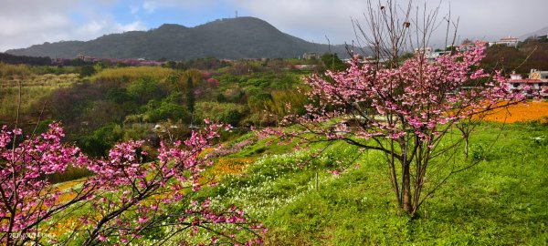 #平菁街 #鵝尾山梯田 #廣佑聖王廟 #寒櫻巷 #夕陽 1/24&252987011