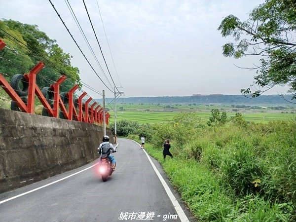 【台中外埔】綠色水稻迎風搖曳。 外埔忘憂谷1717140