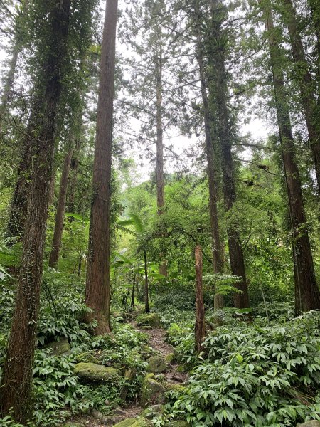 20250614南投南鳳凰山2813245