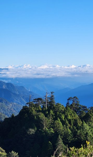 【中級山縱走】羅馬縱走，走進神木的夢幻童話森林世界2943171