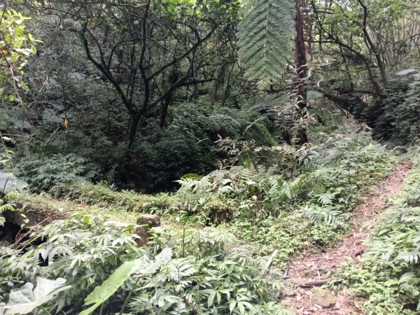 瑞芳區後凹古道+金字碑古道+三貂嶺山+三貂大崙O型2761681