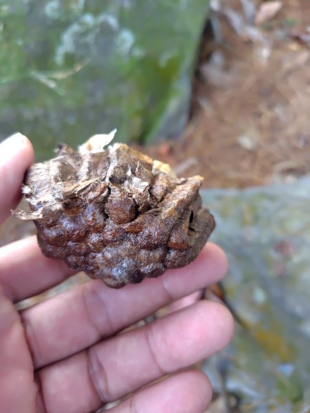 唐麻丹山 蝴蝶谷2918791