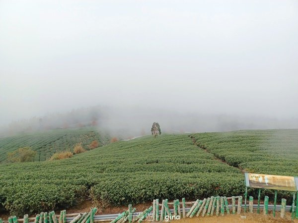 【雲林古坑】療育綠廊。 雲嶺之丘 x杉林步道x五元二角2760572