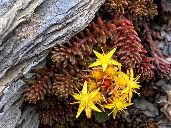 合歡北峰 下小溪營地1500220