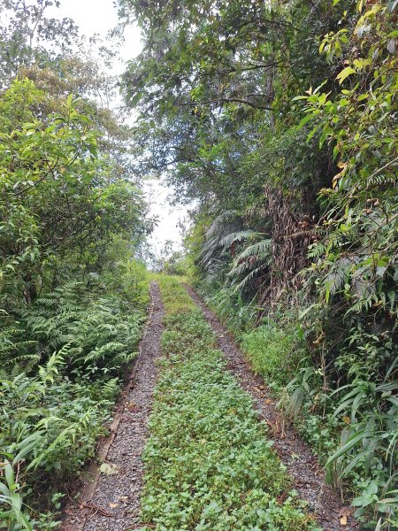 望龍埤三山O型202509272901718