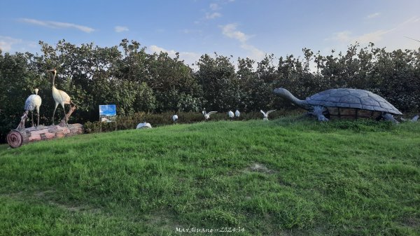 《台中》海濱夕陽｜龜殼生態公園連走大安紅樹林生態步道202410202632413