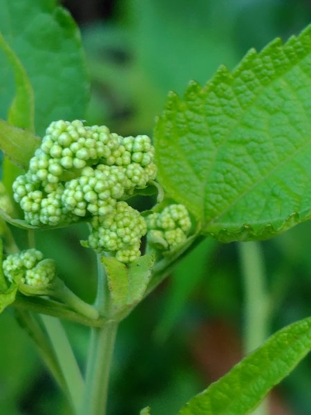 關頭山 舊武界越山 巴蘭山2892123