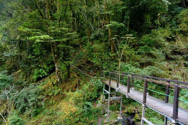 檜山巨木森林步道481555