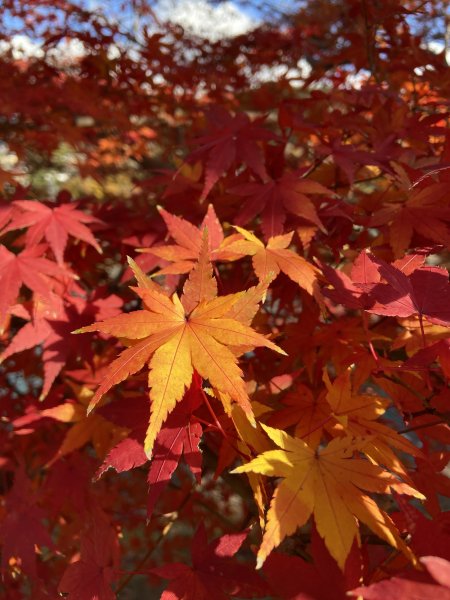 楓之絆----京都大阪賞楓2967328