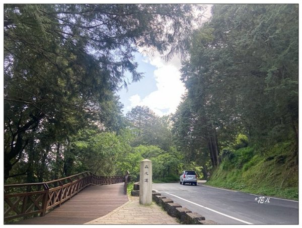 阿里山慈雲寺の紫藤2782143