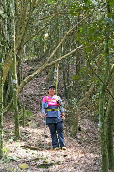 橫嶺山連走鳶嘴山2019/4/30575808