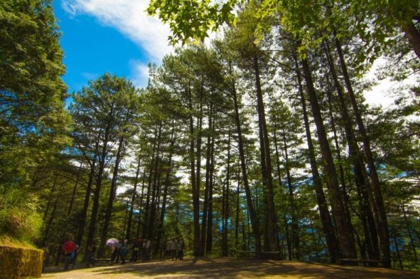 【新聞】受米塔颱風影響，大雪山、八仙山、合歡山、武陵國家森林遊樂區9月30日起休園