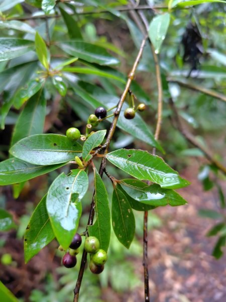 關刀山西峰 關刀山 關刀山東峰 西關刀山北峰 西關刀山北北峰2891032