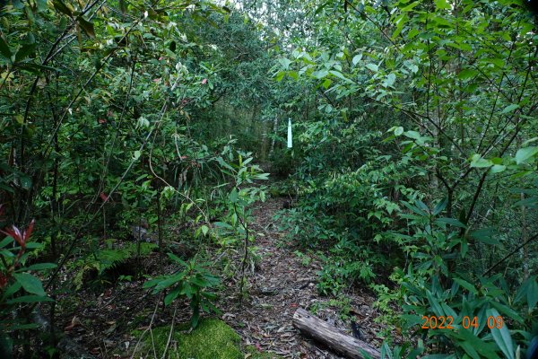 新竹 尖石 雪白山(泰矢生山)1668759