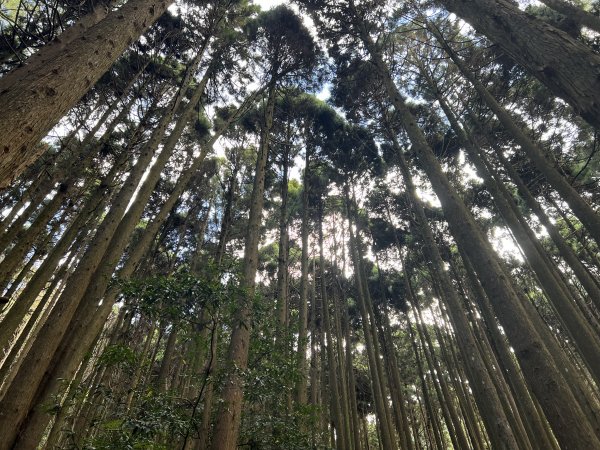 加里山 大坪登山口 杜鵑嶺 加里山P形1900975