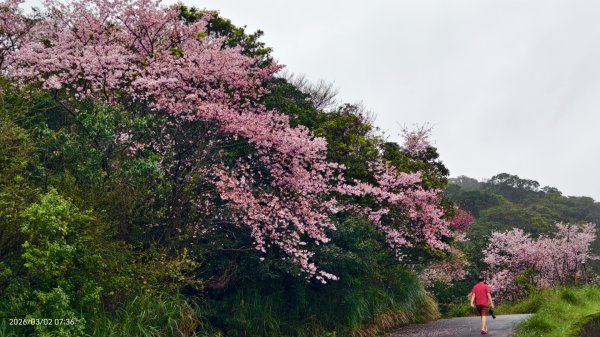 追花是簡單的快樂，賞花是恬淡的幸褔 3/2&73008769