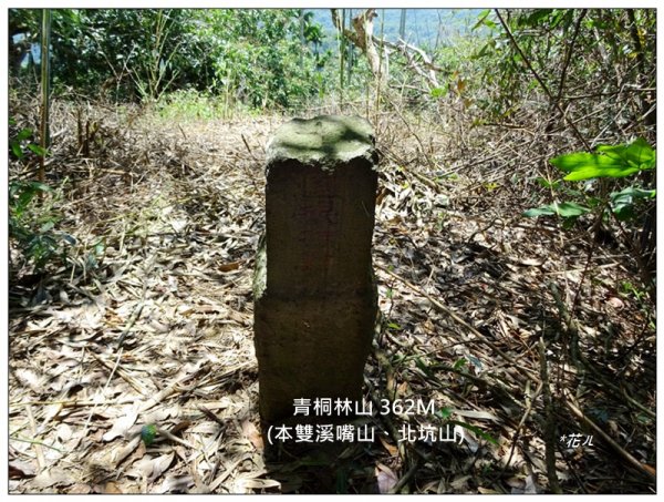 青桐林山(本雙溪嘴山、北坑山)1718480
