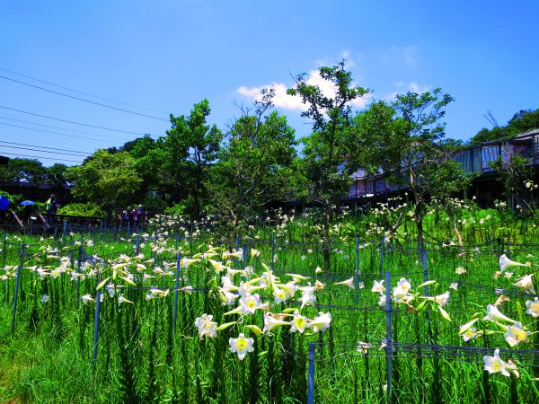 搭著捷運去旅行-白石湖賞花輕旅行610463