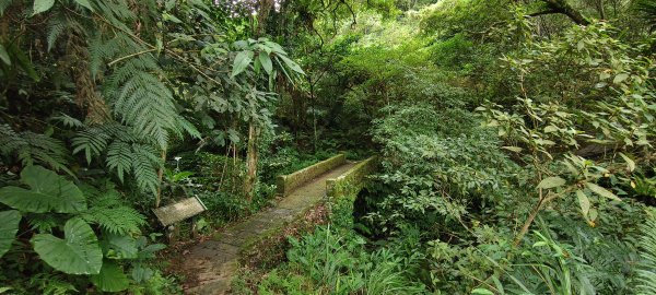 2025/11/02_大崎棟古道+騎龍古道+逃學步道2929073