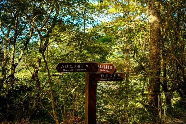 [冬訪大霸聖山岳參行]-大鹿林道東線榆金楓紅與九九山莊精選輯2974621
