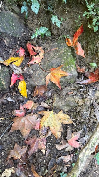 山毛櫸「最後一舞」2955261