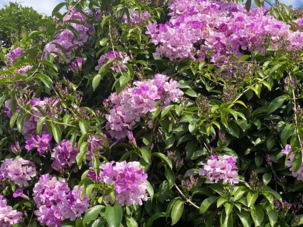 【賞花】新北泰山限定蒜香藤「紫色瀑布」 開花期只到月底
