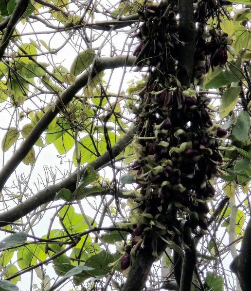 台中大坑頭嵙山（大冠鷲／木蜂／五色鳥／血藤花／鳳凰花）2756680