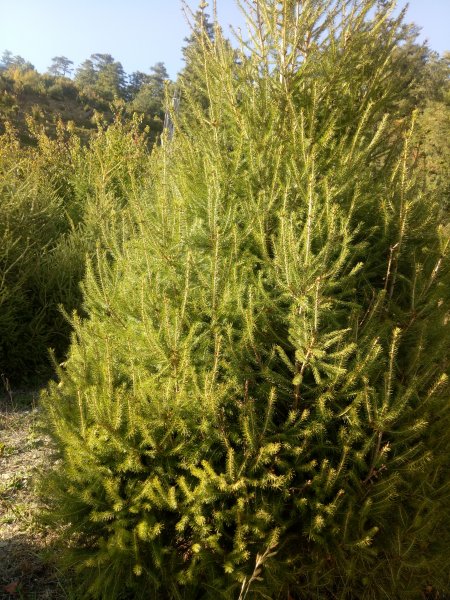 將軍廟上天鑾池+武法奈尾山1881041