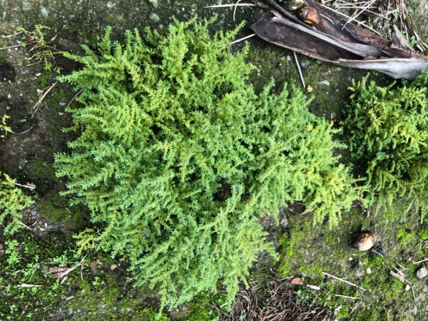 後棟山經挑筍古道上大尖山再走樟湖山1100375