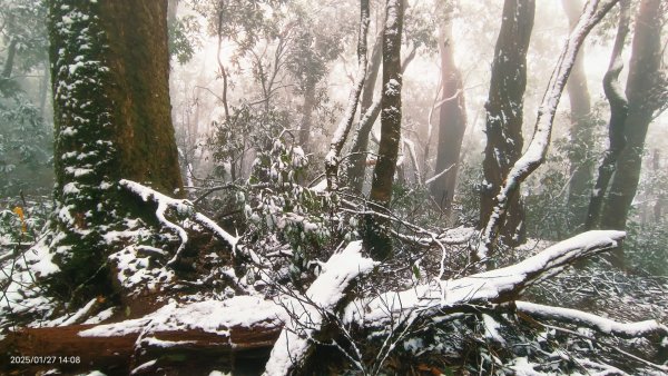 我的2025第一場雪，包場夫婦山，獨享差強人意的雪景&雲海。1/272699861