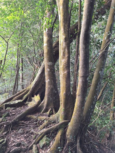 仙山古道群峰O型2693644
