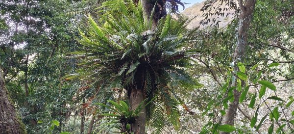 2026/01/01_雪山坑環線步道O型2978097