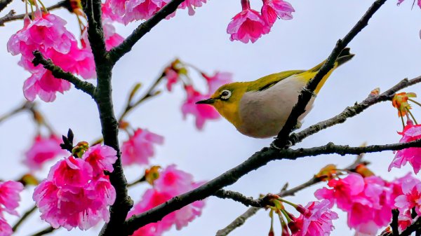 《青玉案・樂活櫻雲照水》2709173