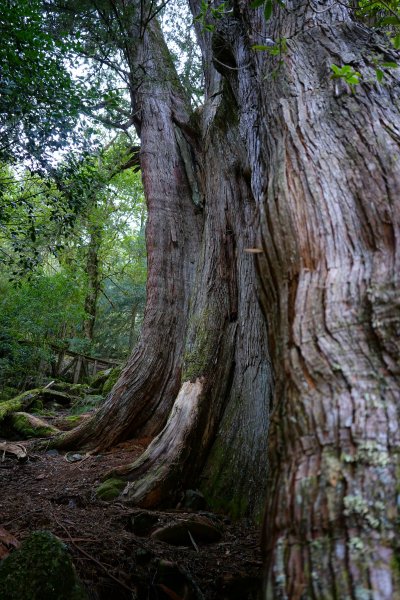 【輕忽】【大安溪神木】2695055