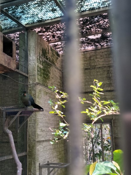 鳳凰谷鳥園生態園區1337204