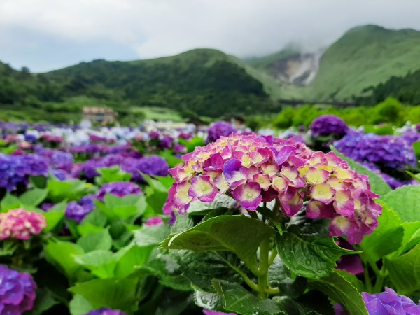 繡球花田繽紛多彩。雲霧飄緲群山間989379