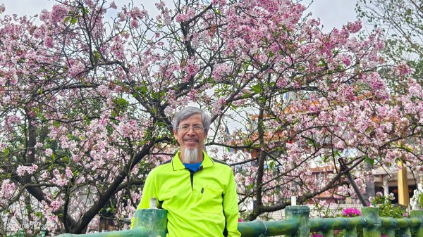 #天元宮 #吉野櫻 #頂湖小鎮 #紫藤 3/283024011