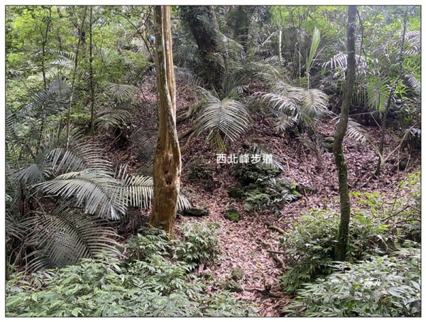 關刀山 (南入口)、關刀山西北峰 連走2804134