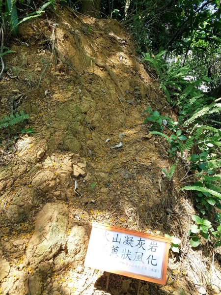 從中和上外挖子山面見烘爐地土地公爺爺945206