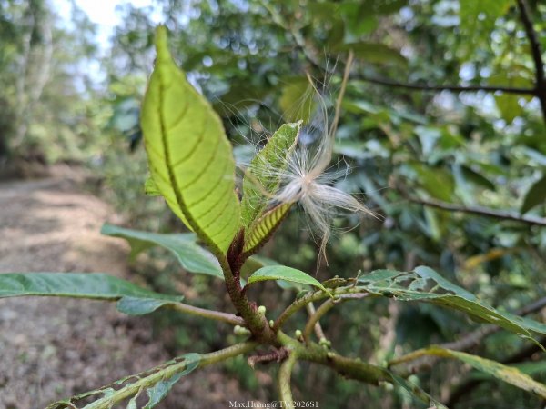 《南投》松濤徐徐｜惠蓀林場關刀山林道上巨松台環山嵐小徑202603213021372