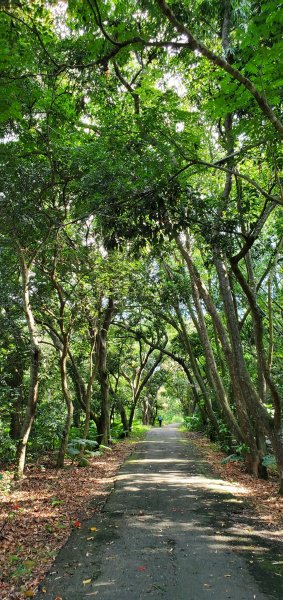 2021-10-16松柏坑山、田園茶香賞茶步道1492082