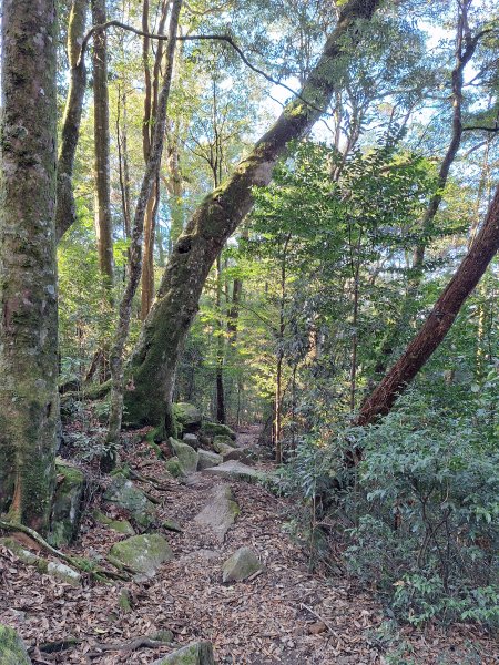 屋我尾山+G(大雪山進老鷹谷出)O型202502162713577