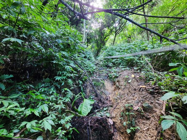 小百岳No.17⛰二格山2895563
